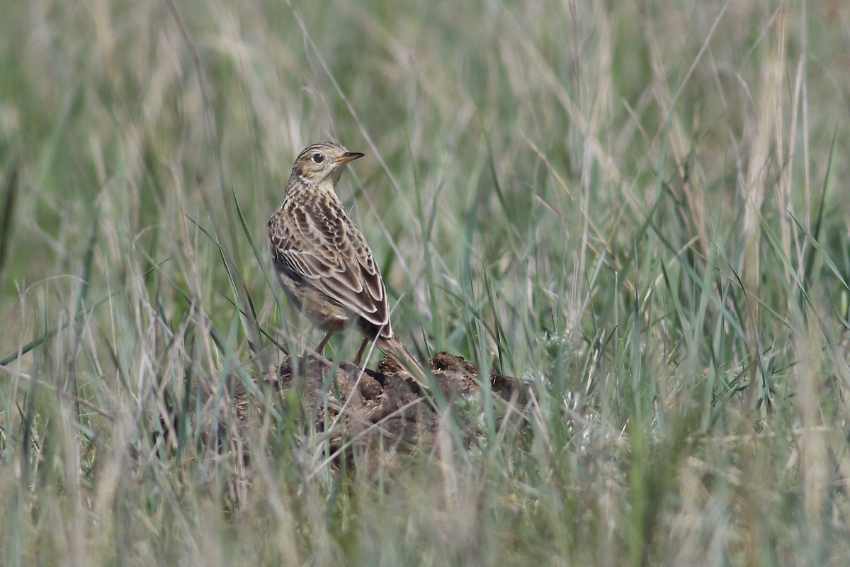 Sprague's Pipit - ML626384682