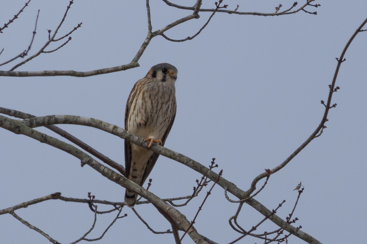 American Kestrel - ML626384715
