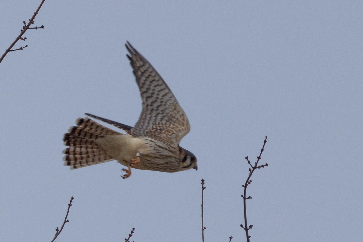 American Kestrel - ML626384716