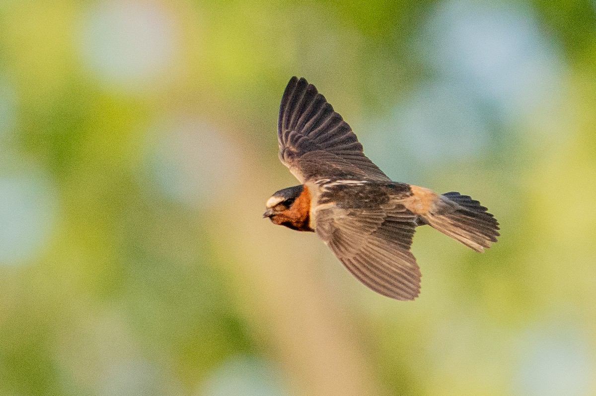 Cliff Swallow - ML626384796