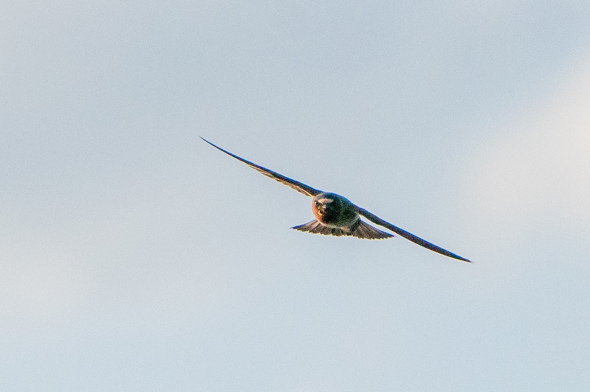 Cliff Swallow - ML626384797