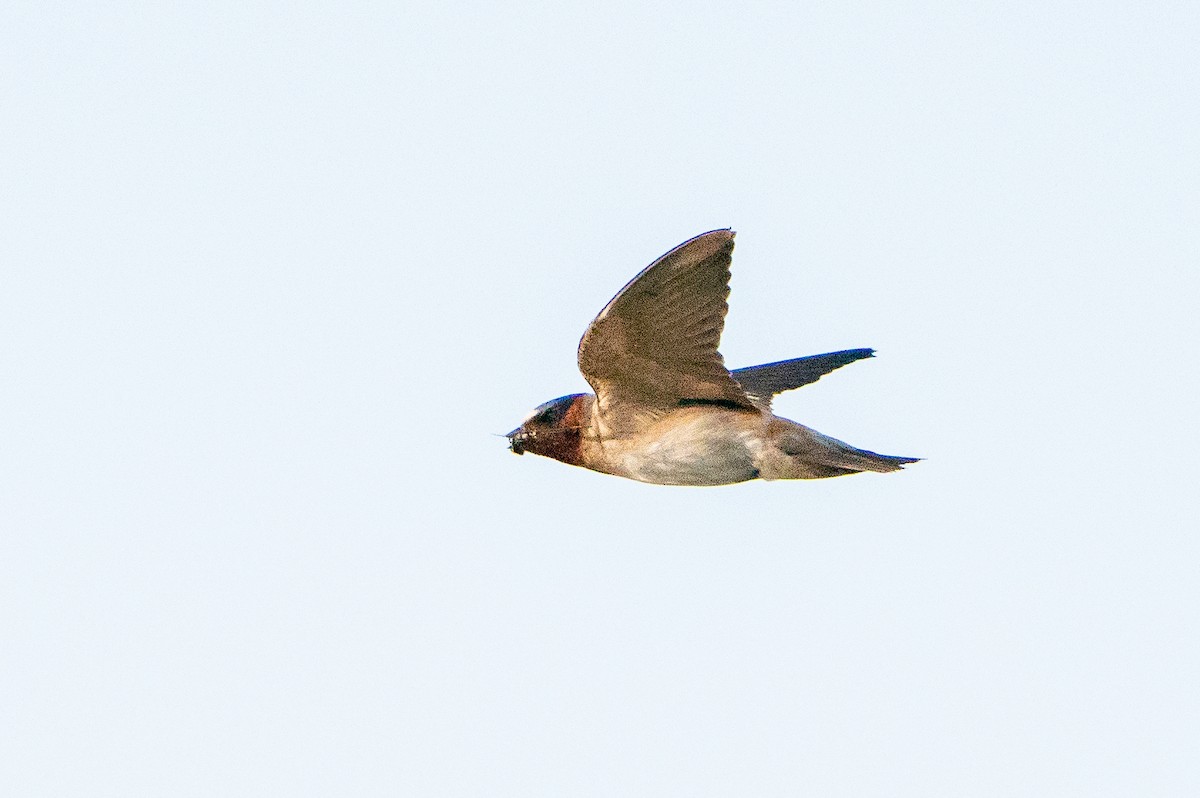 Cliff Swallow - ML626384798