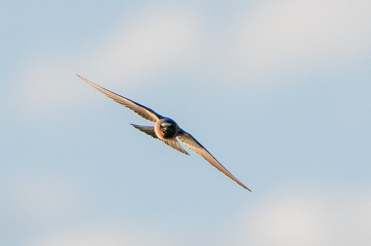 Cliff Swallow - ML626384799