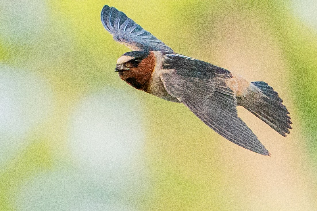 Cliff Swallow - ML626384801