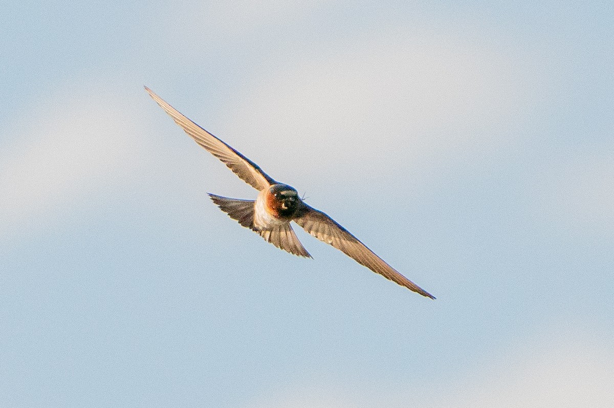 Cliff Swallow - ML626384802