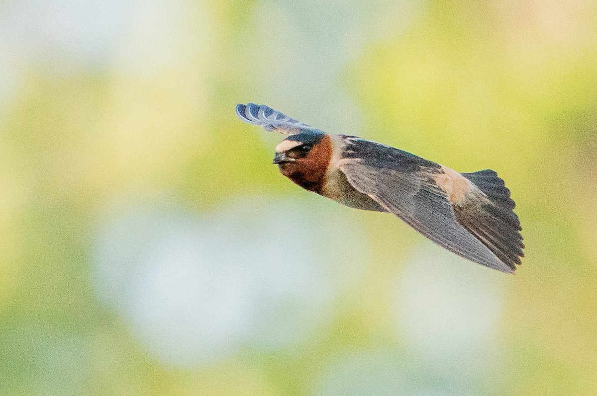 Cliff Swallow - ML626384803