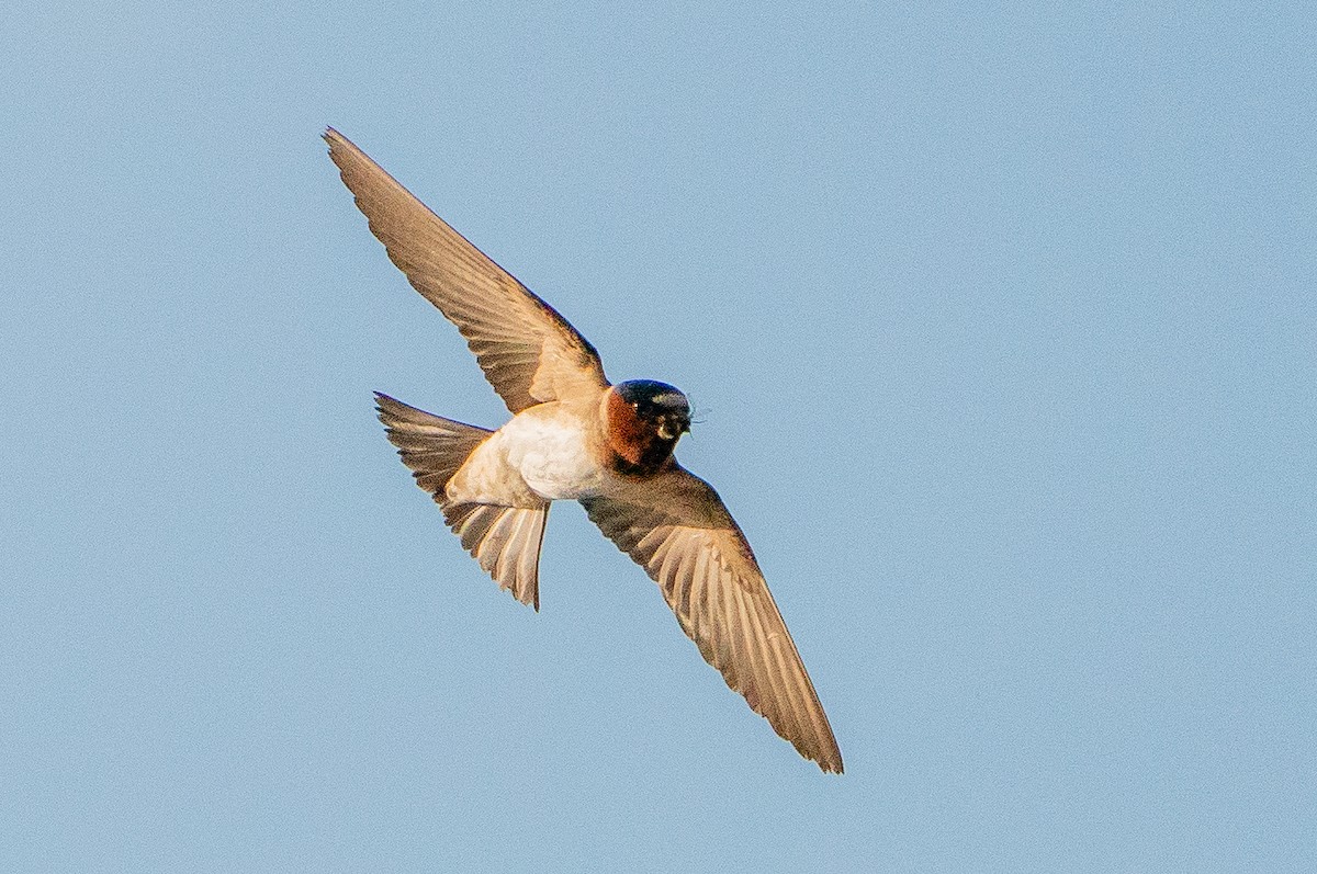 Cliff Swallow - ML626384804