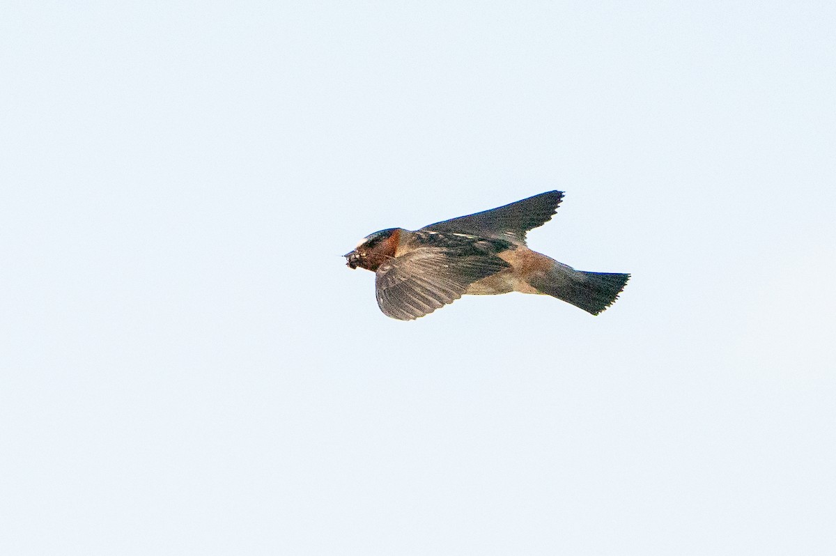 Cliff Swallow - ML626384805