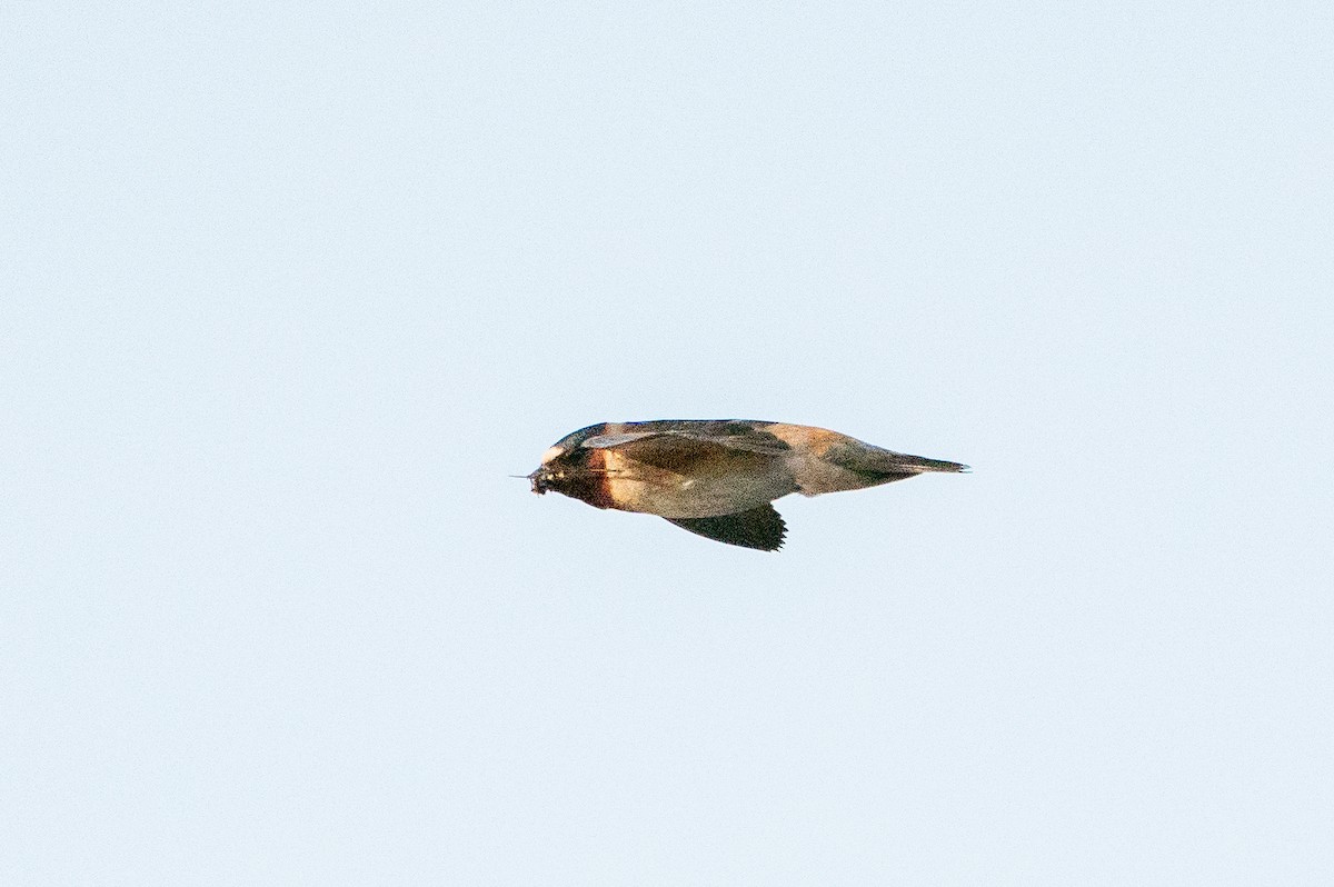 Cliff Swallow - ML626384806