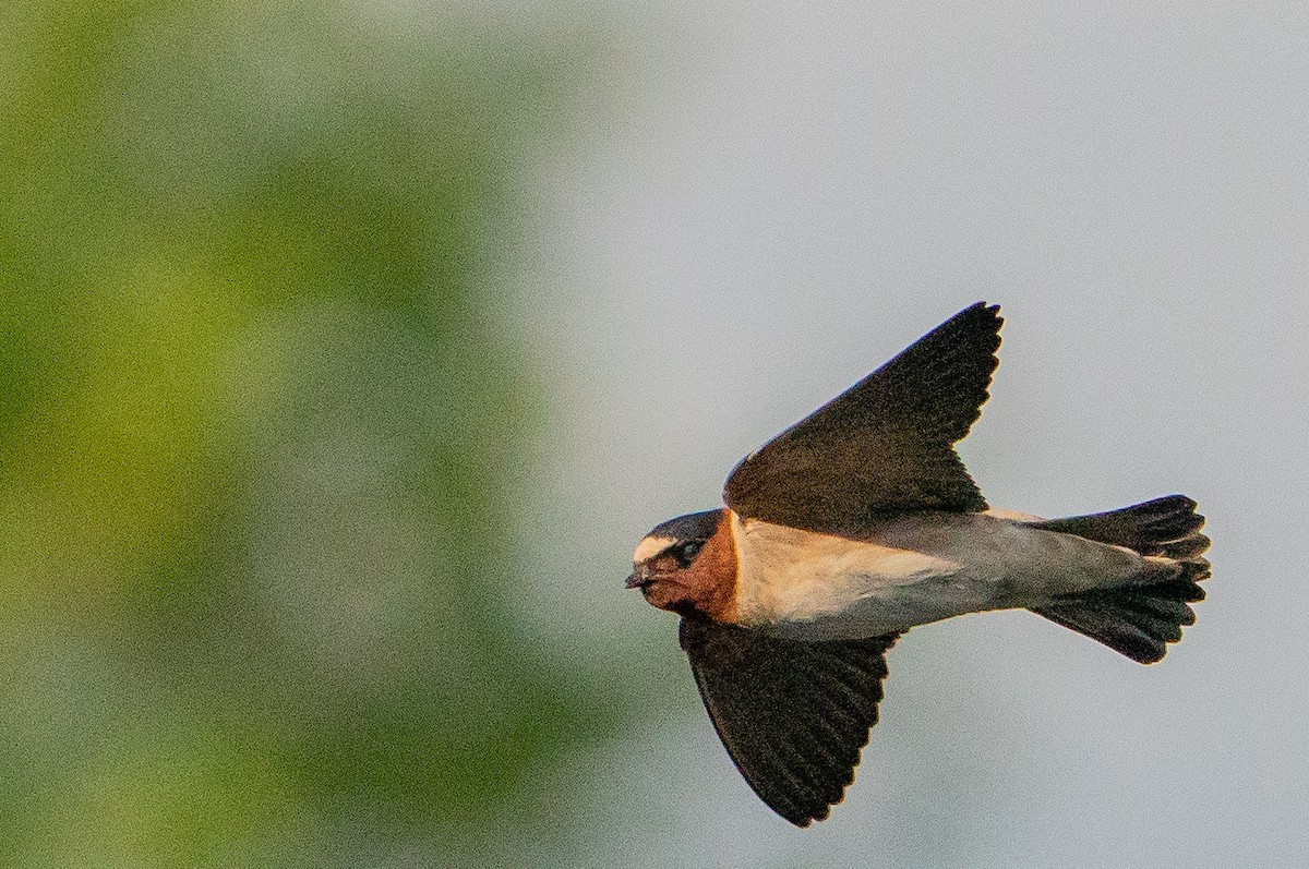 Cliff Swallow - ML626384807