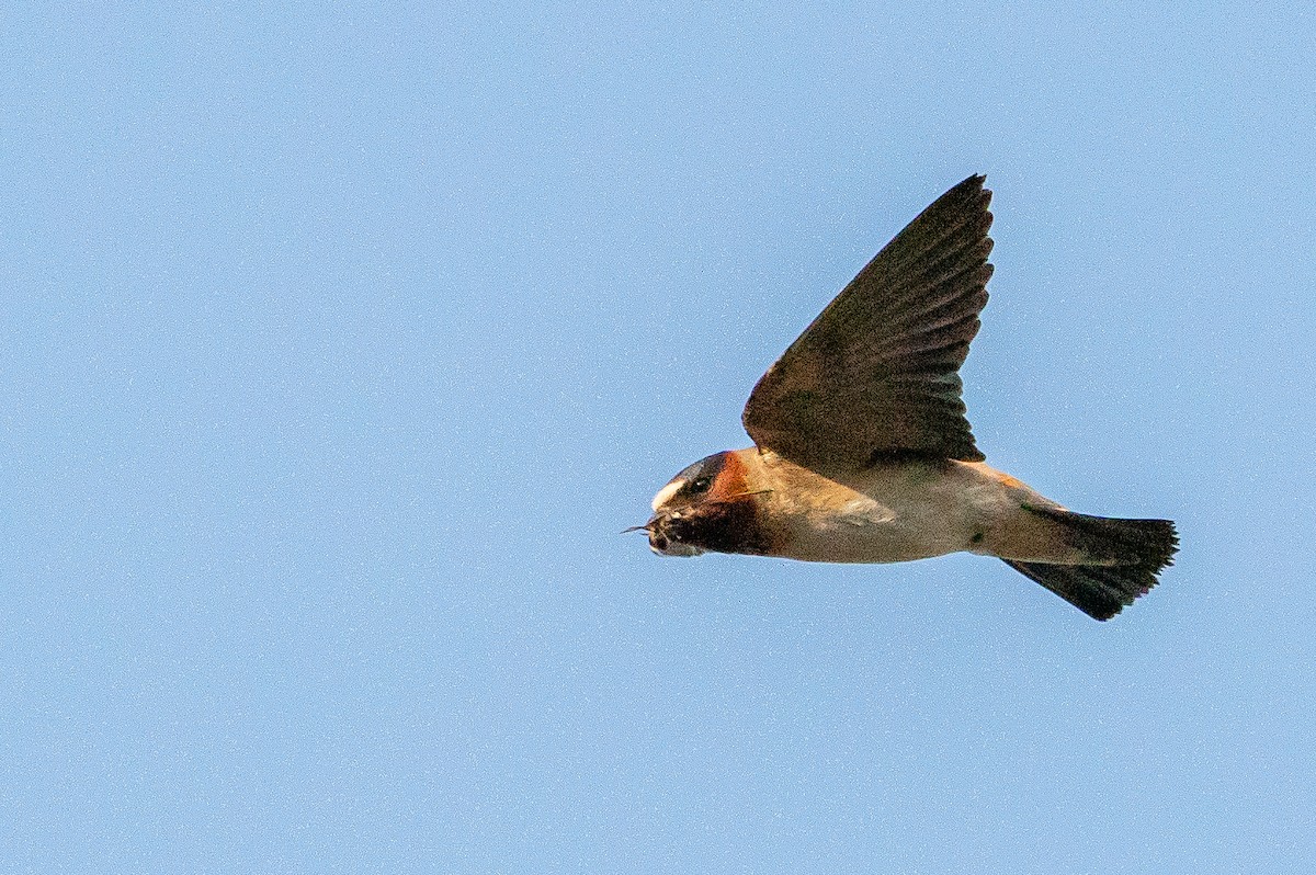 Cliff Swallow - ML626384808