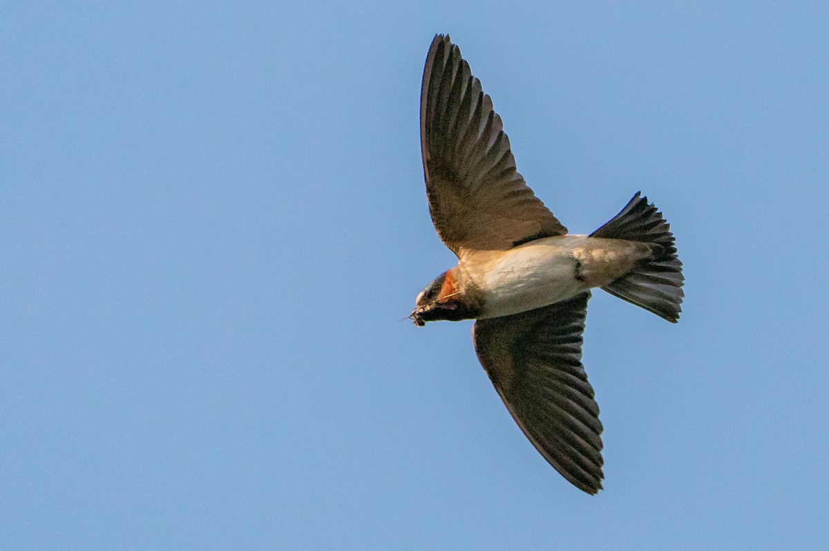 Cliff Swallow - ML626384809