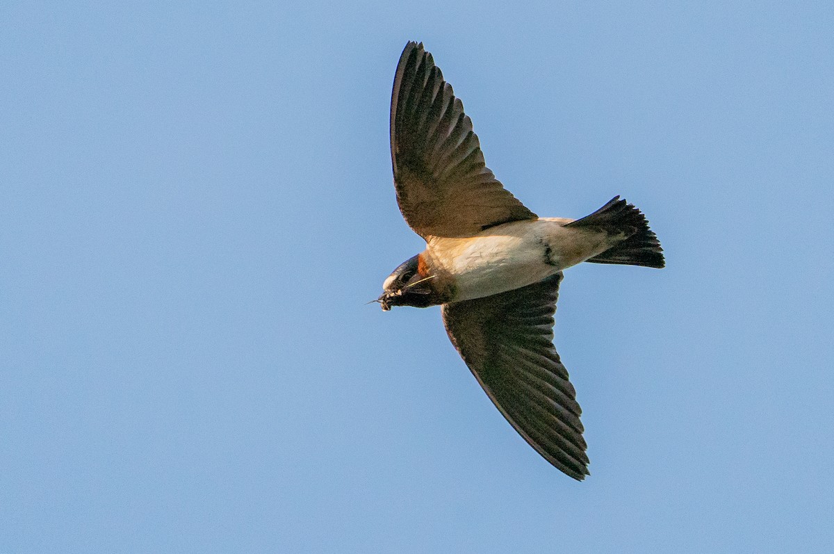 Cliff Swallow - ML626384810