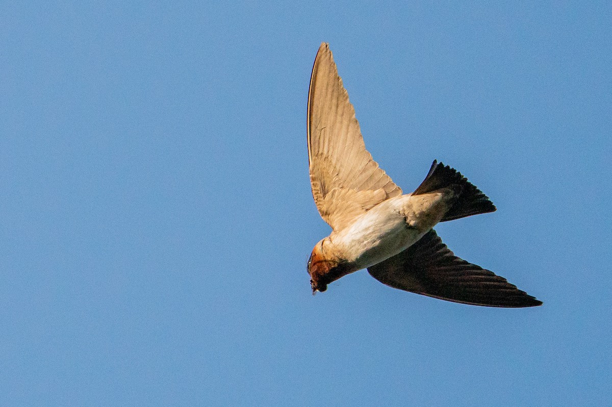 Cliff Swallow - ML626384811