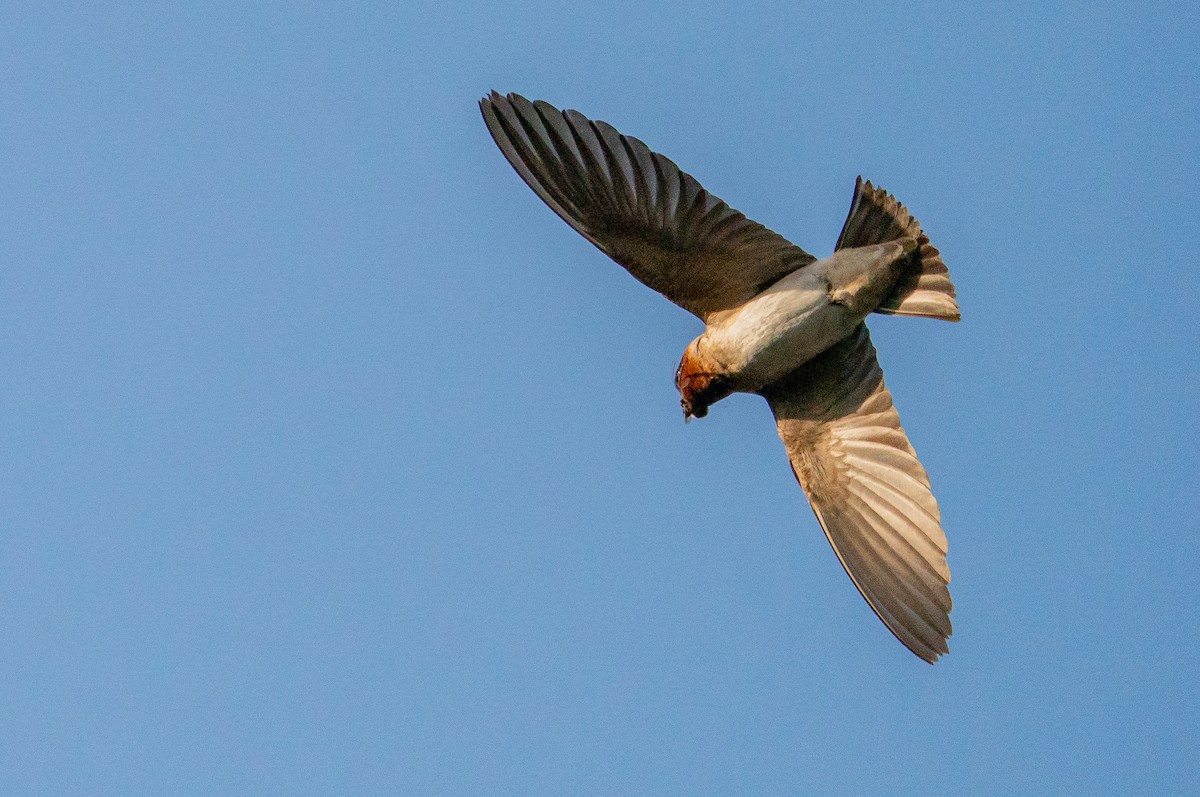 Cliff Swallow - ML626384812