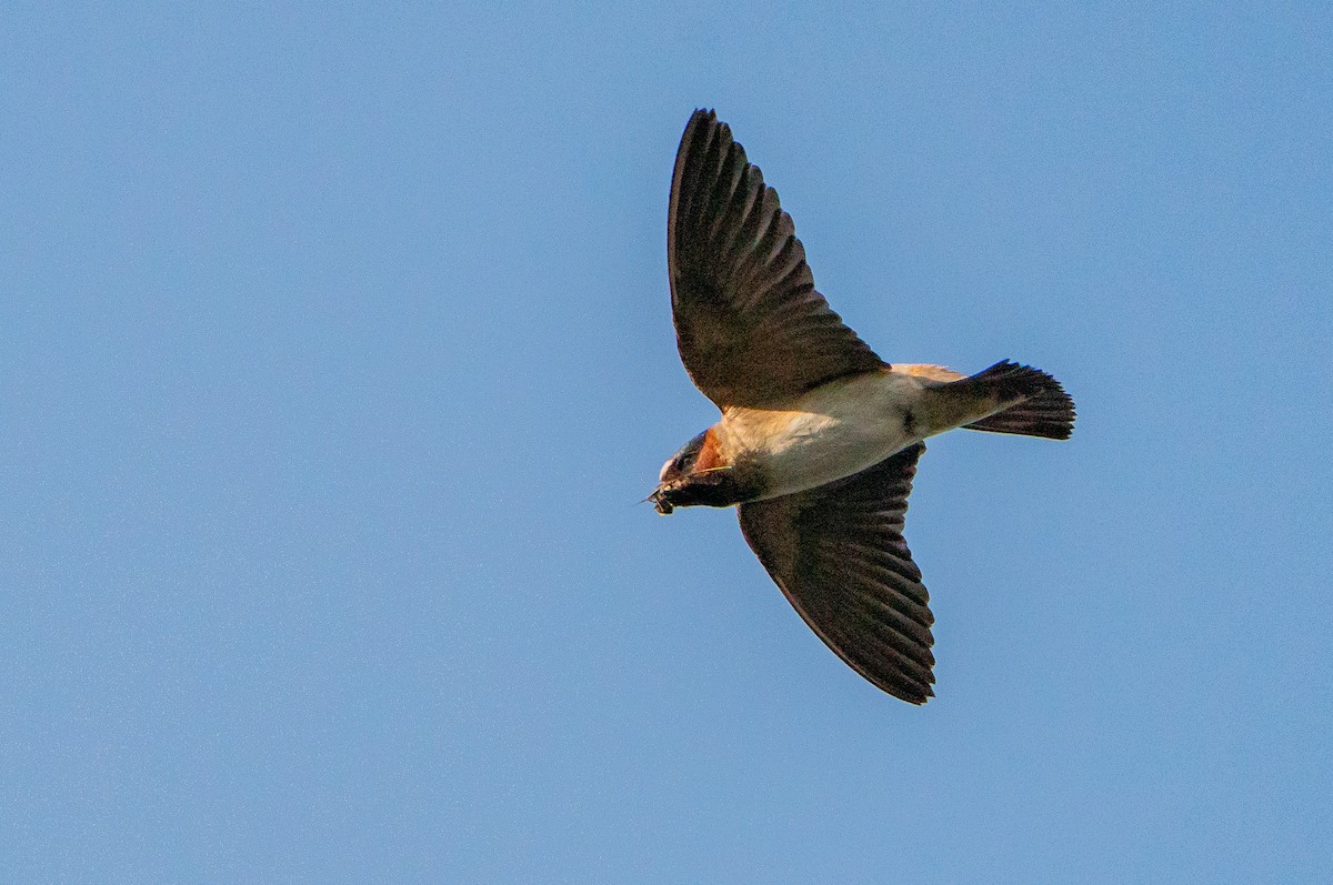 Cliff Swallow - ML626384813