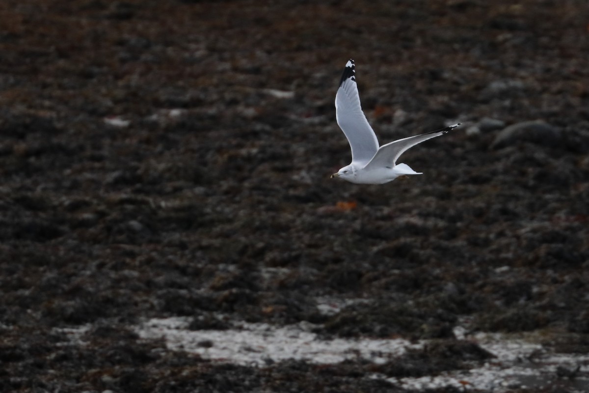 Ring-billed Gull - ML626384971
