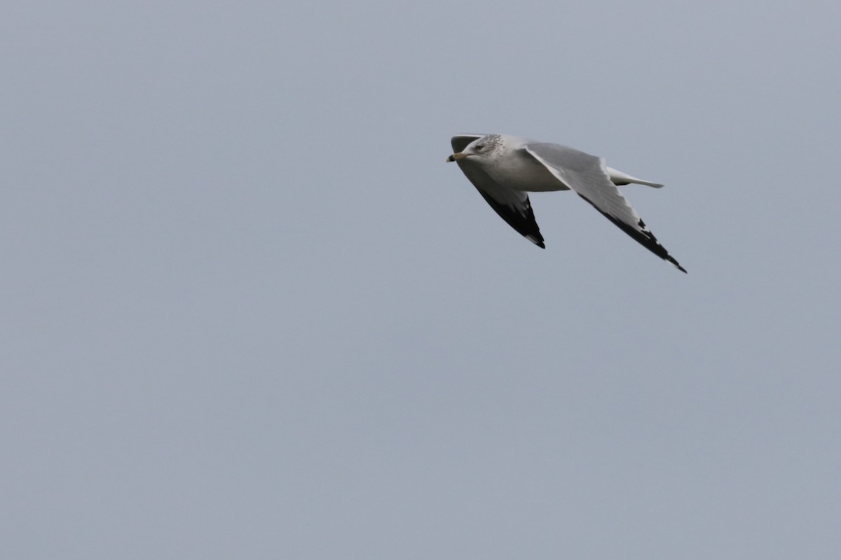 Ring-billed Gull - ML626384972