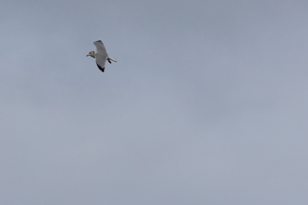 Ring-billed Gull - ML626384973
