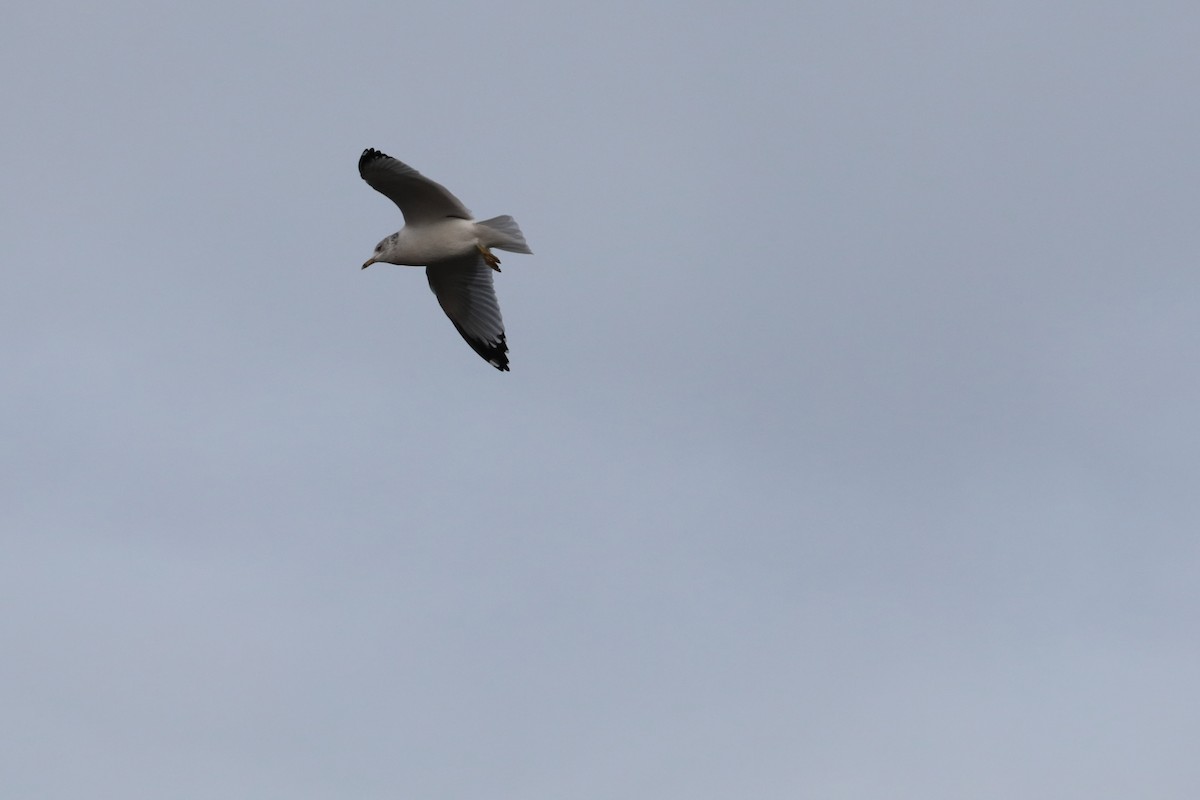 Ring-billed Gull - ML626384975