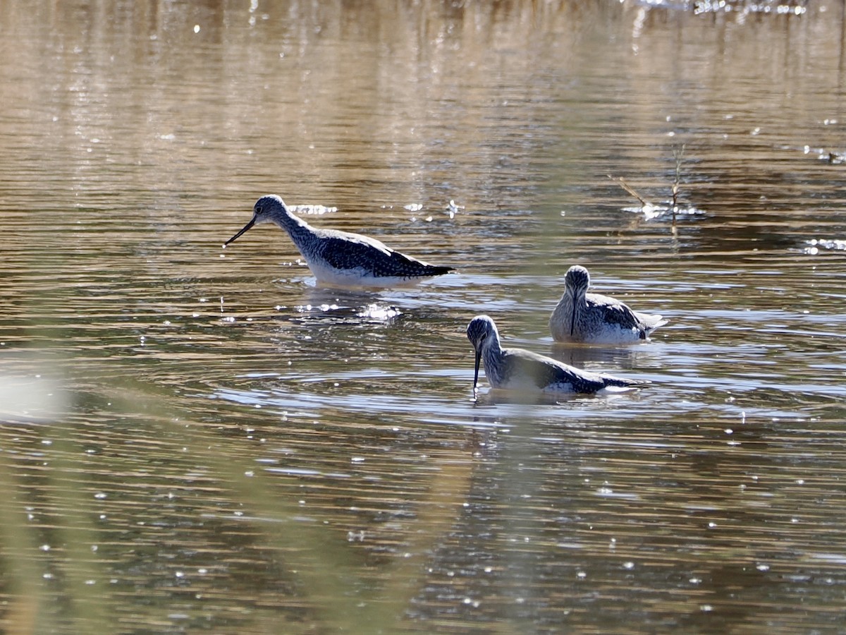 Greater Yellowlegs - ML626385004