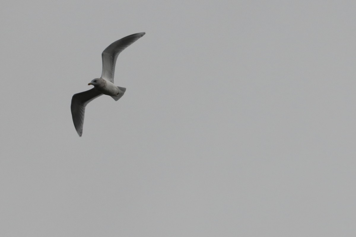 Iceland Gull - ML626385012