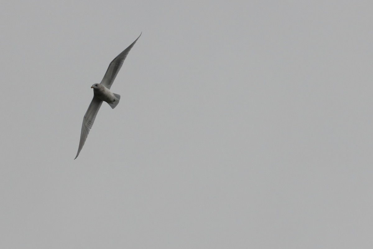 Iceland Gull - ML626385014