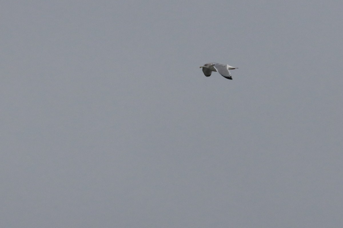 American Herring Gull - ML626385045