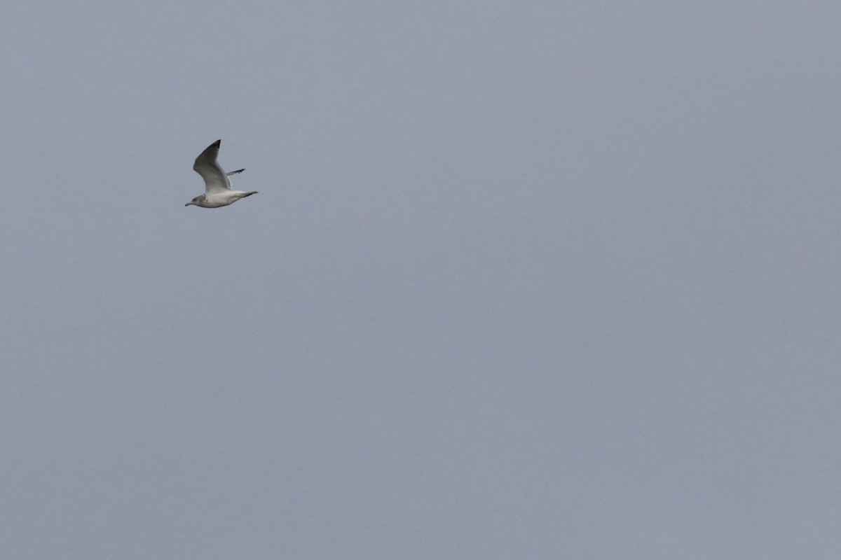 American Herring Gull - ML626385046