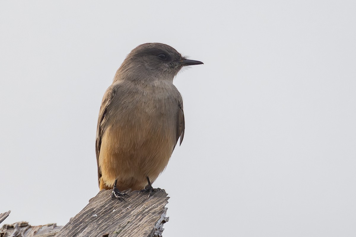 Say's Phoebe - ML626385177