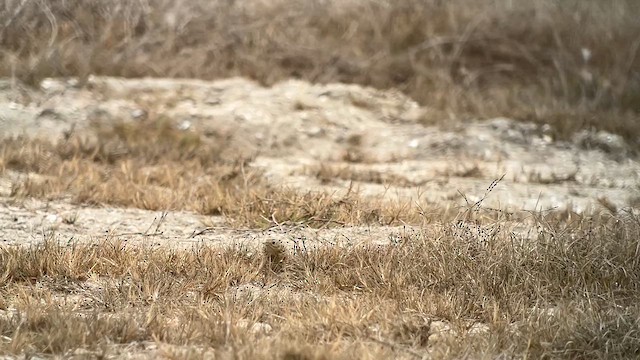 Pipit de Sprague - ML626385245
