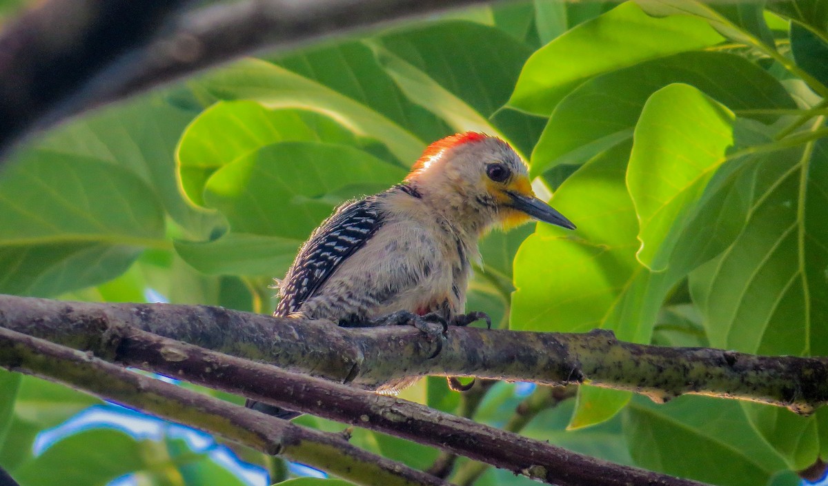 Yucatan Woodpecker - Roni Martinez