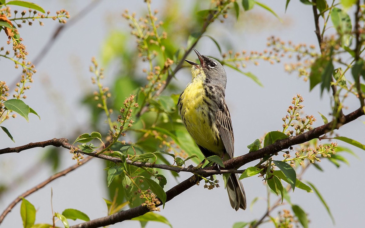 Kirtland's Warbler - ML626385520