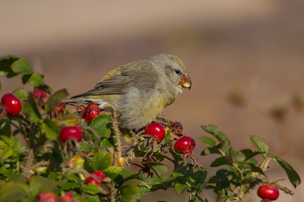 Parrot Crossbill - ML626385563