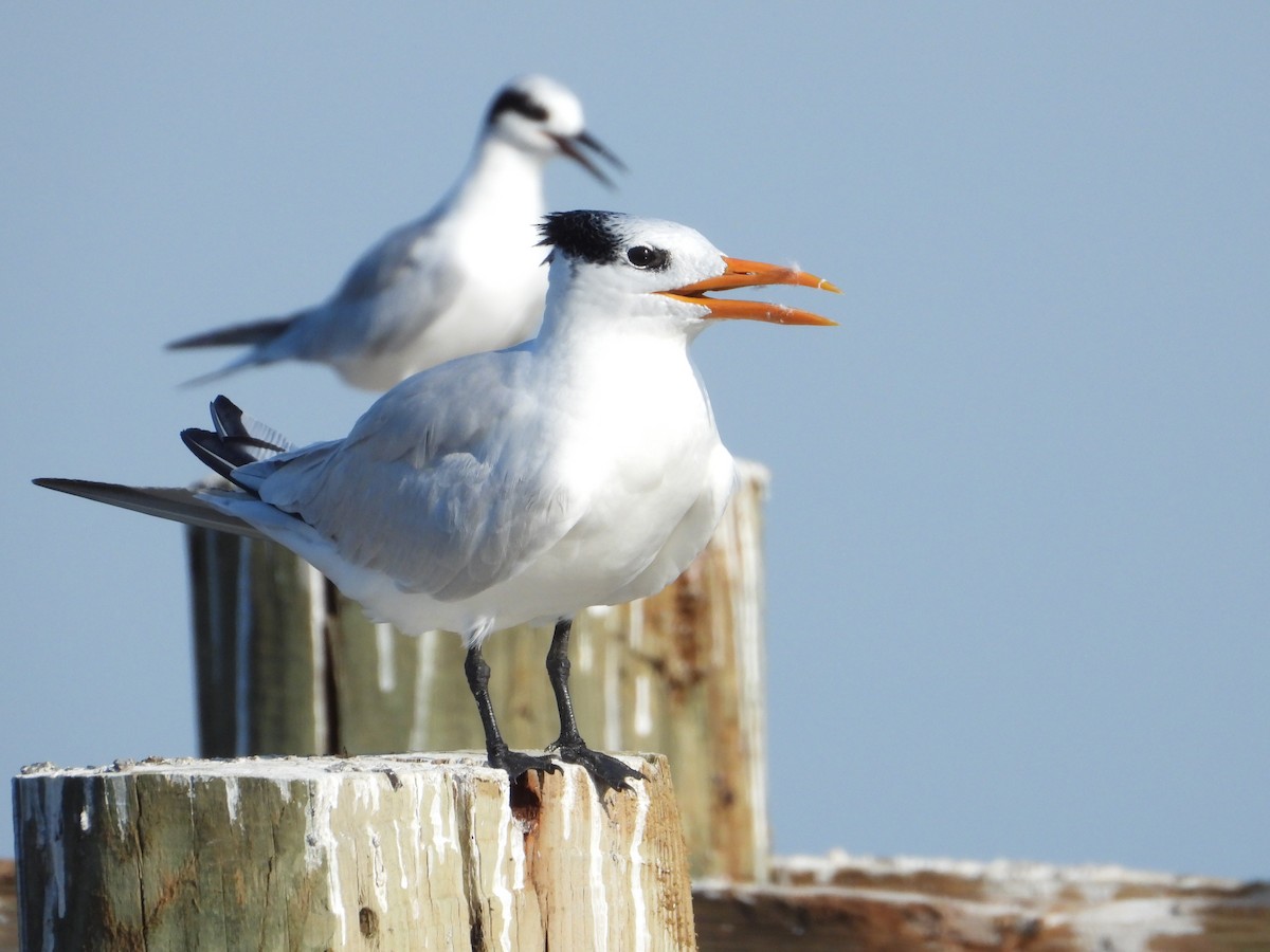 Royal Tern - Matthew Buell