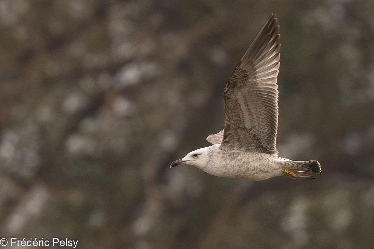 Caspian Gull - ML626385741