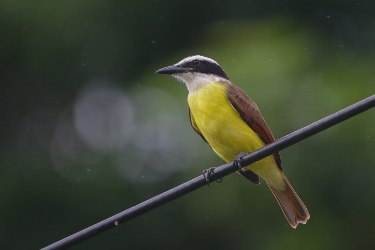 Great Kiskadee - ML626385914
