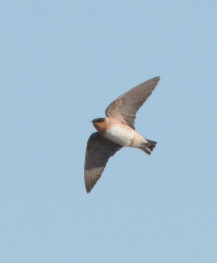 Cave Swallow - ML626385922