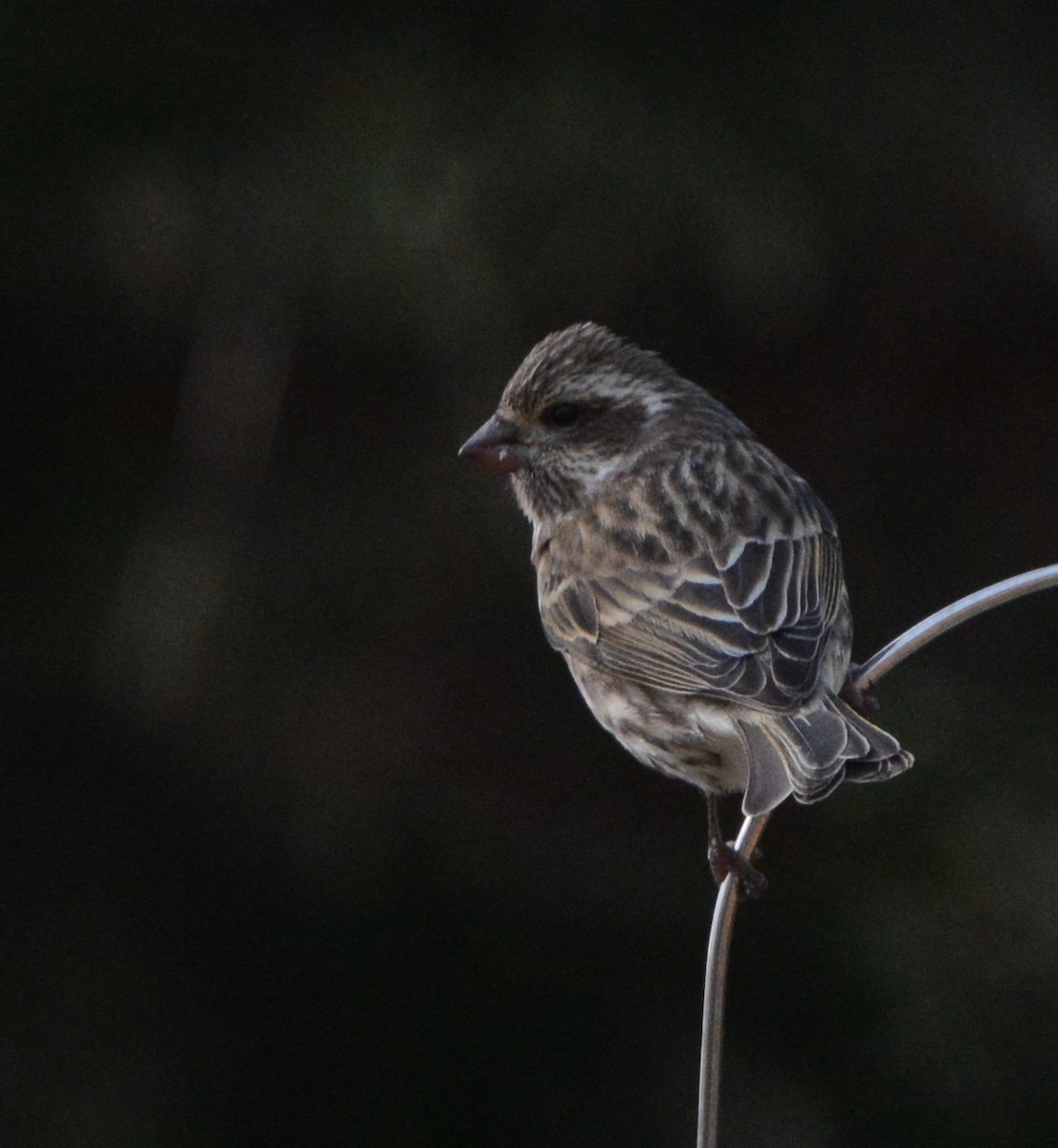 Purple Finch (Eastern) - ML626385951