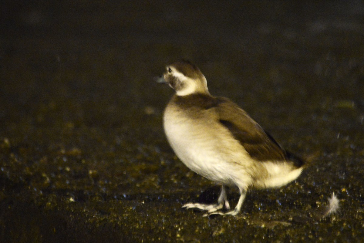 Long-tailed Duck - ML626386305