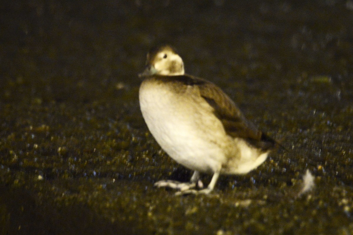 Long-tailed Duck - ML626386306