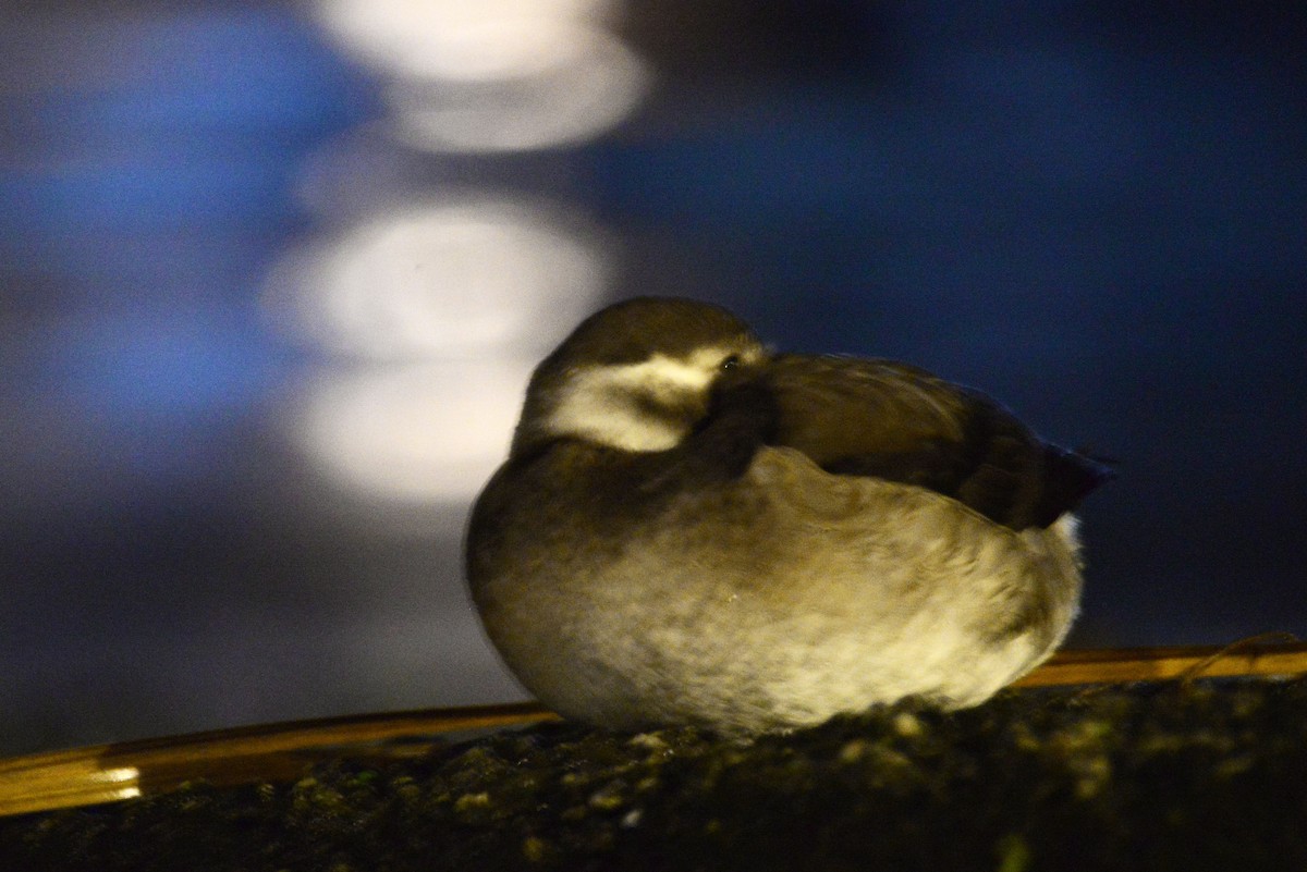 Long-tailed Duck - ML626386307