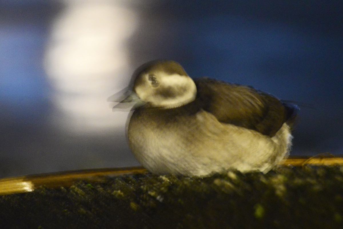 Long-tailed Duck - ML626386308