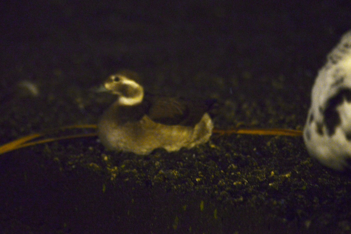 Long-tailed Duck - ML626386310