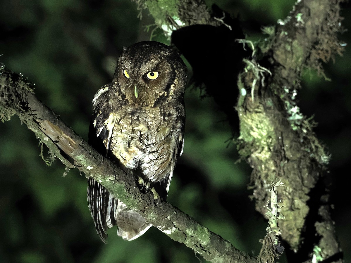 Montane Forest Screech-Owl - ML626386464