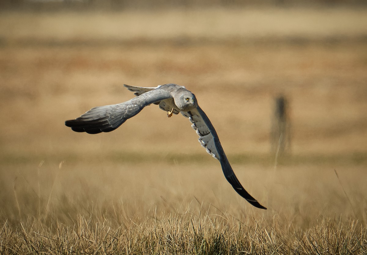 Northern Harrier - ML626386494