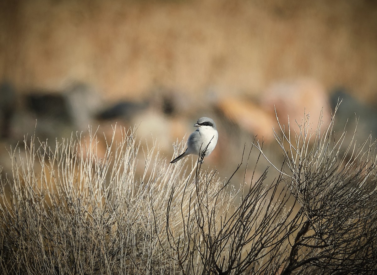 Loggerhead Shrike - ML626386501