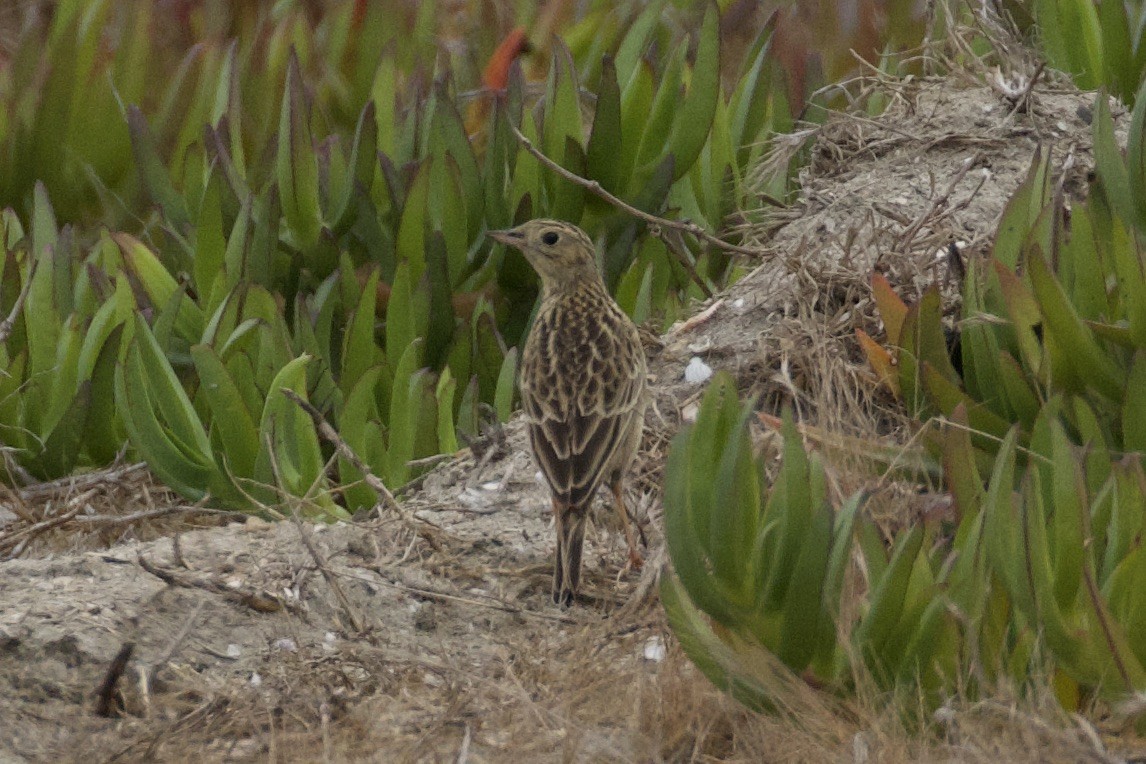 Sprague's Pipit - ML626386522