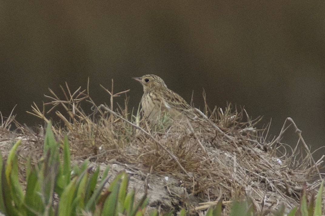 Sprague's Pipit - ML626386523