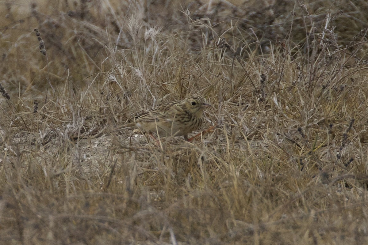 Sprague's Pipit - ML626386524